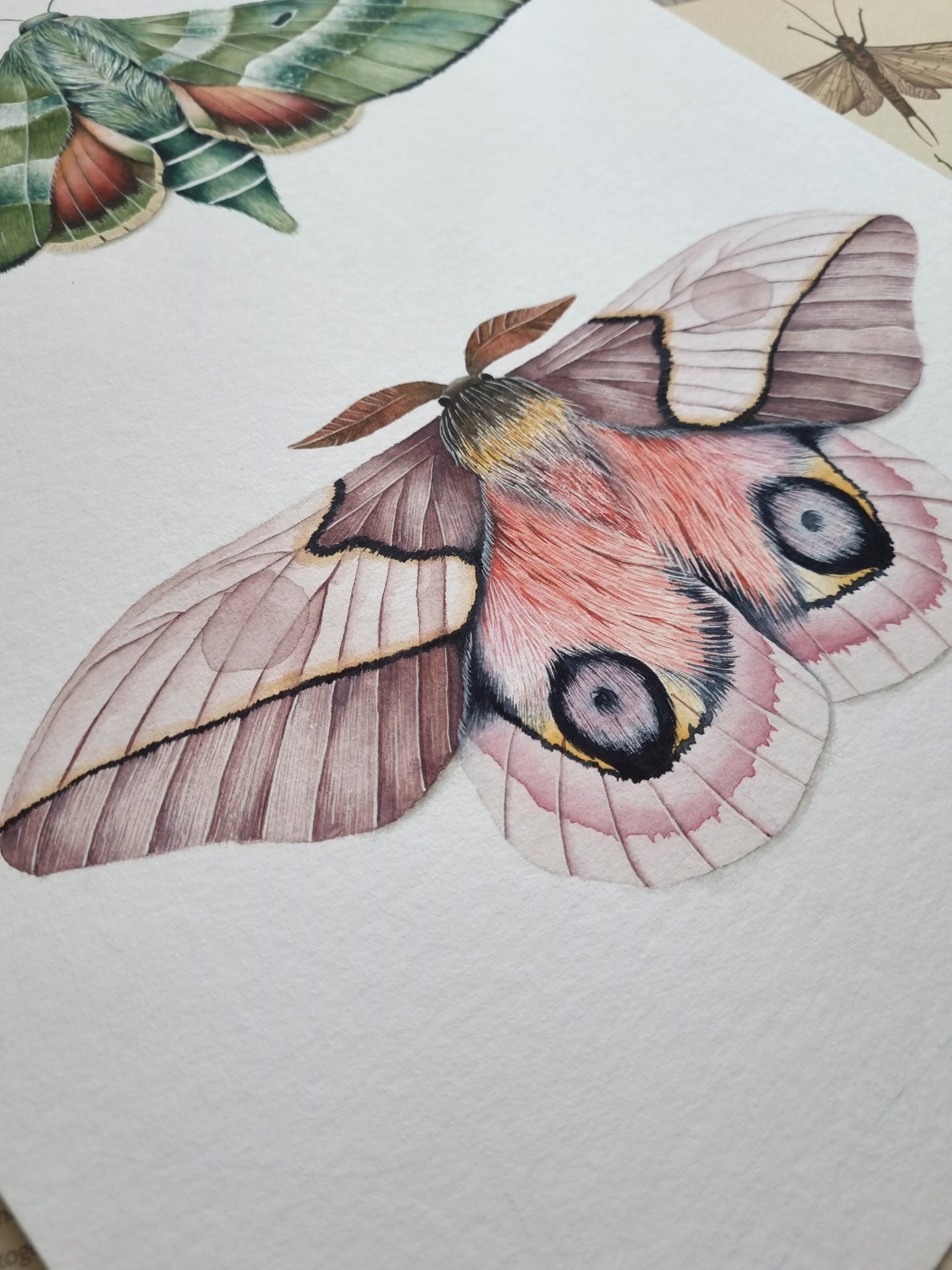 Automeris Moth and Clark's Sphinx Moth Moth - Original Artwork